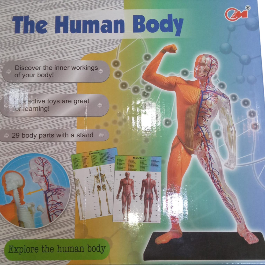 the human body